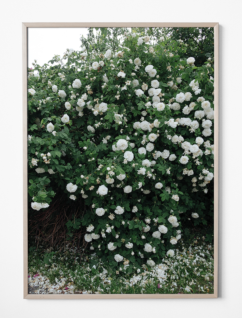 WHITE ROSES POSTER 70x100 cm
