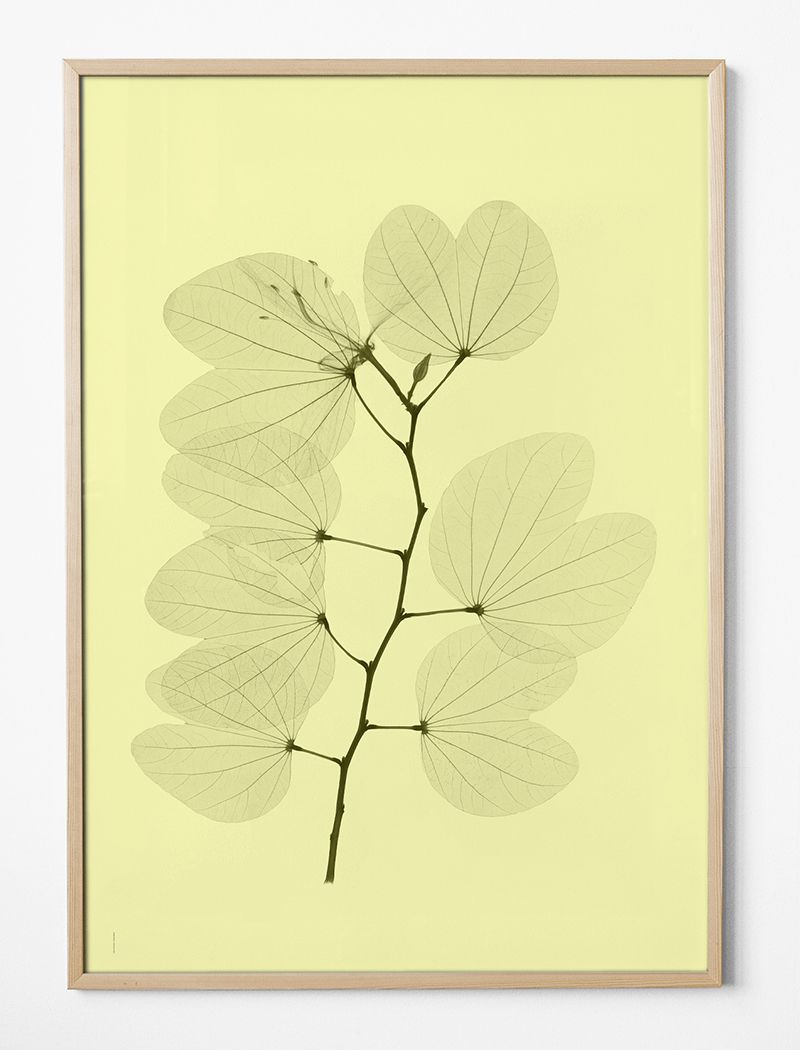 ORKIDEBAUHINIA POSTER