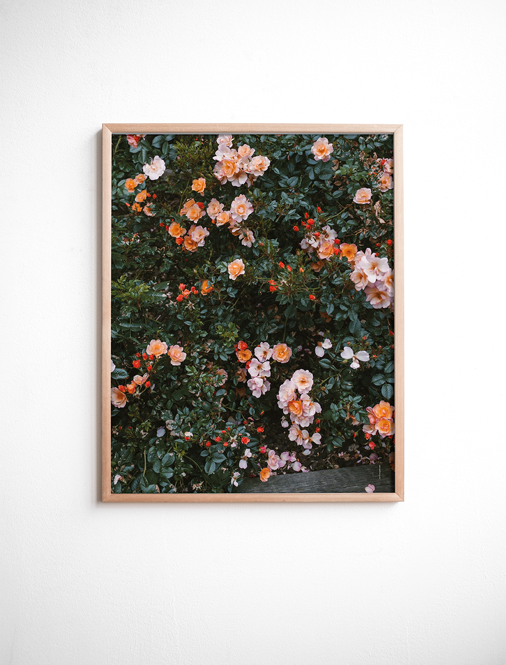 ROSE POSTER 40×50 cm