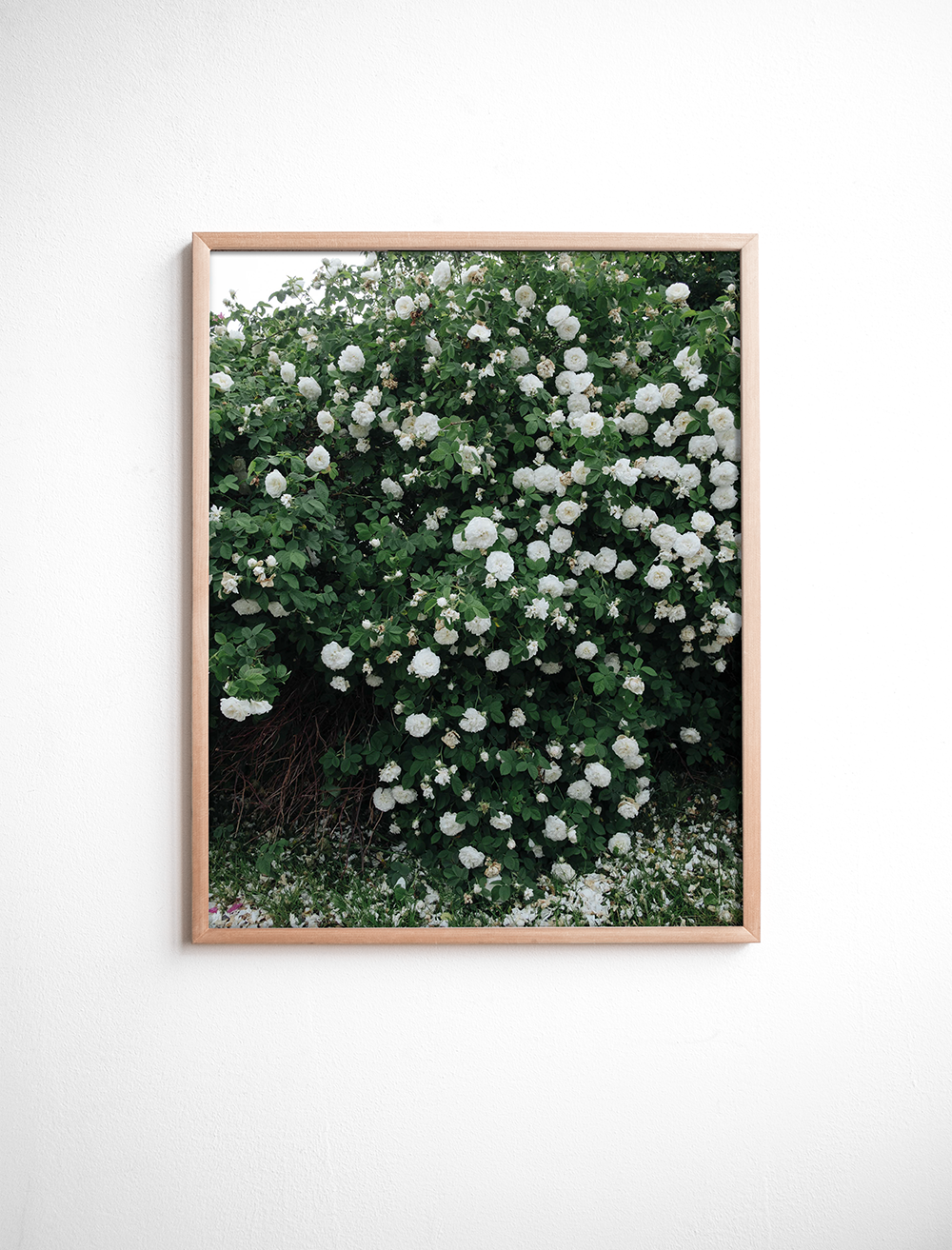 WHITE ROSES POSTER 40×50 cm